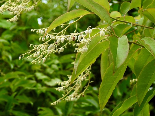 {Oxydendrum arboreum}